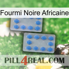 African Black Ant 20
